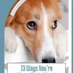 A sad brown and white dog rests its head on its paws, looking up with sad eyes. Text reads: "13 Ways You’re Accidentally Making Your Dog Sad," plus tips like anti-inflammatory foods for dogs to age better, with a website link at the top.