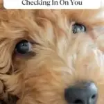 Close-up of a curly-haired brown dog resting its head, looking at the camera. Text reads: "15 Everyday Dog Behaviors That Mean They're Checking In On You," highlighting how dogs that act like an anti-depressant support our well-being. whatcanmydogeat.com.