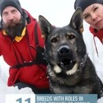 A German Shepherd with snow on its face sits between two people in winter gear, surrounded by snow. Text reads: "11 historically important breeds with roles in war, royalty or rescue that you never learned in school.