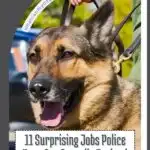 A German Shepherd, one of the historically important breeds, with its mouth open is being held on a leash by a person. Text at the bottom reads, &ldquo;11 Surprising Jobs Police Dogs Are Actually Trained To Do.&rdquo;.