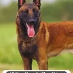 A Belgian Malinois, one of the historically important breeds, stands outdoors on grass with its mouth open and tongue out. Text above reads "WHATCANMYDOGEAT.COM" and below, "12 Dog Breeds That Were Never Meant To Be House Pets.