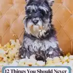 A small, fluffy dog sits on a tan couch surrounded by torn pieces of stuffing, with the text “12 Things You Should Never Ignore About Your Dog’s Behavior—plus tips on anti-inflammatory foods for dogs to age better” displayed at the bottom.