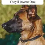 A Belgian Malinois dog in profile sits outdoors, alert and attentive. Text above reads, "12 Working Dog Breeds That Need A Task Or They'll Invent One." Discover anti-inflammatory foods for dogs to age better at the website URL below.