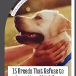 A person gently holds a happy Labrador Retriever's face outdoors. Text reads: "15 Breeds That Refuse to Leave Your Side When You're Upset&mdash;plus tips on anti-inflammatory foods for dogs to age better.