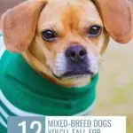 A small mixed-breed dog with brown fur and floppy ears wears a green sweater, looking at the camera—capturing emotional moments between dog and human. Text reads: “12 Mixed-Breed Dogs You’ll Fall For Instantly” and “www.whatcanmydogeat.com.”.