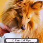 A fluffy brown dog, possibly one of the Italian dog breeds, is being bandaged on its front paw by a person's hands. The image features the text "10 First Aid Tips Every Dog Owner Should Know" and "WHATCANMYDOGEAT.COM" at the top.