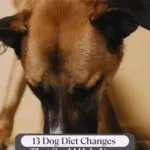 A dog eating food from the floor with a text overlay that reads, "13 Dog Diet Changes That Could Help Your Pup Live Longer," highlighting emotional moments between dog and human. The website "whatcanmydogeat.com" appears at the top.