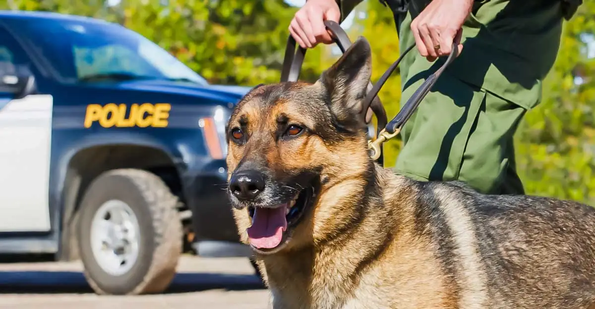 A German Shepherd on a leash stands alert beside a person in a green uniform. In the background, a police SUV is parked outdoors, partially visible, with "POLICE" written on the side. The scene is sunny, with greenery surrounding the area.