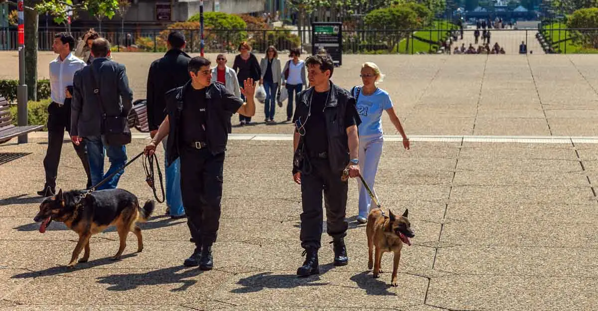 Two uniformed people walk German Shepherds on a paved path, with several people in the background. The setting is outdoors on a sunny day with greenery and distant steps.