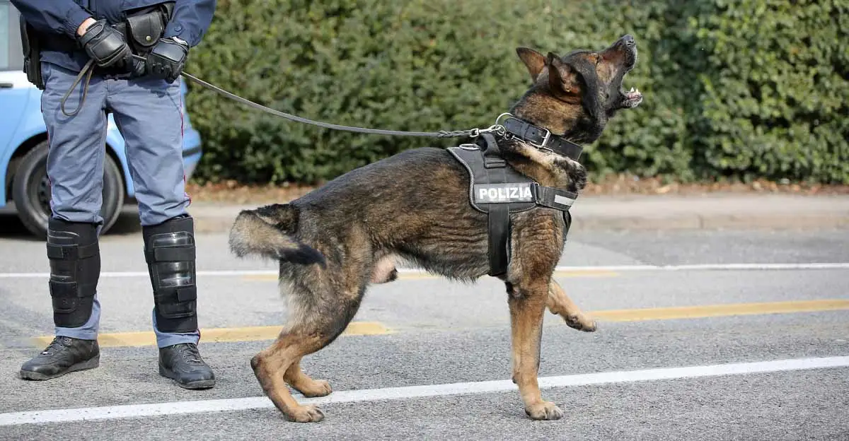 A German Shepherd police dog stands alert, barking with its front paws raised. It's wearing a harness labeled "Polizia." The handler, wearing protective gear, holds the leash. A police vehicle and green shrubs are in the background.
