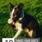 A black and white dog sits on green grass, raising one paw to its mouth as if thinking&mdash;just like some smart and manipulative dog breeds. Text reads: "10 Things Your Dog&rsquo;s Body Language Is Trying to Tell You" and "www.whatcanmydogeat.com" at the top.