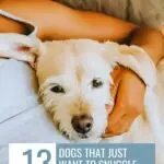 A person cuddles a relaxed white dog lying on its back, with the dog's head resting on the person's chest. Text reads: "13 Dogs That Just Want to Snuggle All Day—perfect dogs for older adults." Website URL appears at the top.