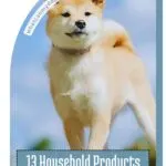 A tan Shiba Inu stands outdoors on grass under a blue sky. Text overlay reads: "13 Household Products That Can Harm Your Dog." Enjoy the benefits of dogs for seniors by keeping your pet safe from everyday hazards.