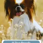 A happy long-haired dog with large, fluffy ears sits in a sunlit field of tall grass. Text above reads, "11 Dog Breeds That Won't Let You Feel Lonely.