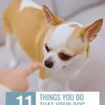 A small tan and white chihuahua, one of the smart and manipulative dog breeds, looks away as a person's finger points at it. Text reads: "11 things you do that your dog hates" with a website address at the top.