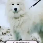 A fluffy white dog on a leash stands outside on snowy ground. Text above reads "WHATCANMYDOGEAT.COM" and below, "12 breeds that won't let you feel lonely&mdash;dog breeds that love hard and stay close.