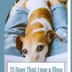 A brown and white dog lies on a person&rsquo;s lap, looking up with gentle eyes. Text above reads "whatcanmydogeat.com," and text below says "15 breeds that won't let you feel lonely&mdash;dogs that love a slow pace and quiet routine.