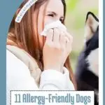 A woman holding a tissue to her nose appears to be sneezing, with a black and white dog sitting beside her. Text reads, "11 Allergy-Friendly Dogs That Won't Make You Miserable—plus dog birthday ideas for your hypoallergenic pup.