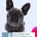 A French Bulldog looks up with a curious expression. Text reads: &ldquo;5 dog breeds that aren&rsquo;t winning any IQ contests.&rdquo; Looking for dog birthday ideas? Website link at the top and a pink bowl partially visible on the right.