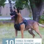 A Belgian Malinois dog wearing a harness stands alert on grass, with trees and a fence in the background. Text reads: "10 things to know before bringing home one of the breeds that won't let you feel lonely: the Belgian Malinois.