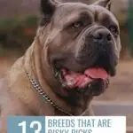 A large, muscular dog with cropped ears and a thick chain collar sits outdoors. Text reads: "13 breeds that are risky picks around kids&mdash;even for dogs for introverts" and "www.whatcanmydogeat.com" at the top.