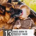 A German Shepherd licks a smiling baby sitting beside it on wooden steps. Text overlay reads "13 Dogs Born to Protect Their People&mdash;plus a few perfect dogs for lazy owners." The website whatcanmydogeat.com appears at the top.