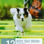 A fluffy white and gray dog jumps over yellow agility poles on grass, with the text &ldquo;13 Dogs That Crush Agility Competitions,&rdquo; plus a note from whatcanmydogeat.com about dogs that shouldn't live in the south.