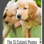 Two fluffy golden retriever puppies with wet fur stand close together outdoors, looking off to the side. Text reads: &ldquo;The 15 Cutest Puppy Breeds, Hands Down&mdash;including the best dogs for travel.&rdquo;.