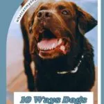 A happy brown dog with its mouth open stands outdoors near water. Text on the image reads: "10 Ways Dogs Communicate Without Words" and "truth about trendy dog breeds" at whatcanmydogeat.com.