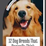 A happy golden retriever dog with its mouth open is featured above the text, "12 Dog Breeds That Basically Think They&rsquo;re Humans." Discover the truth about trendy dog breeds at whatcanmydogeat.com, shown in the top corner.