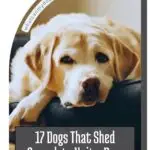 A yellow Labrador retriever lies on a dark cushion, looking up with a relaxed expression. Text on the image reads, "17 Dog Breeds That Shed Enough to Knit a New One.