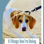 A tan and white dog on a leash pulls away, looking anxious. Text reads: "9 Things You're Doing That Stress Your Dog Out." The image has a blue border, a website link above the dog, and tips on dogs that are good with cats.