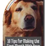 A person gently pets the head of a calm golden retriever, one of the most loved dog breeds. Text overlay reads: "10 Tips for Making the First Month With Your Rescue Dog Easier." A website URL is also visible on the image.