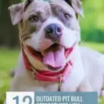 A happy pit bull with a pink collar lies on grass, mouth open and tongue out. Text reads: &ldquo;12 Outdated Pit Bull Stereotypes You Should Stop Repeating.&rdquo; Website &ldquo;whatcanmydogeat.com&rdquo; highlights odd dog breeds at the top.