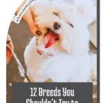 A fluffy white dog with its tongue out is being groomed with scissors by a person. Text on the image reads, "12 breeds with fur built for snuggling you shouldn’t try to groom at home.
