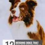 A brown and white herding dog with pointy ears and a fluffy coat looks up excitedly outdoors in the snow. Text reads: "12 herding dogs you might not know that run the house like a ranch.