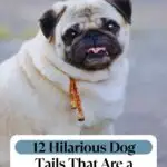 A pug with a curled tail and tongue out sits on pavement. The image features the text: "12 Hilarious Dog Tails That Are a Whole Vibe" and "WHATCANMYDOGEAT.COM"&mdash;perfect for fans of dogs you might not know.