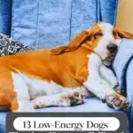 A relaxed basset hound is lying on a blue armchair with its eyes closed. The text reads: "13 Low-Energy Dogs You Might Not Know That Just Want to Chill and Be Loved.