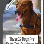 A brown Dachshund wearing a harness sits outdoors, tongue out. Text on the image reads, “These 12 dogs are cute, but stubborn as a brick wall.” The website whatcanmydogeat.com is above, featuring breeds with fur built for snuggling.
