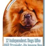 A fluffy Chow Chow dog with a thick orange-brown coat sits facing the camera. Text reads: "12 Independent Dogs With Fur Built for Snuggling Who Will Straight-Up Ignore You and Not Feel Bad About It.