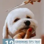A small white dog is being groomed with scissors near its head. A person with red nail polish gently holds the dog's chin. The text reads: &ldquo;12 grooming tips that make bath day less of a battle&mdash;even how to help your dog when you're away from home.&rdquo;.