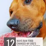 A brown dog, possibly one of the odd dog breeds, enjoys raw ground meat from a bowl. Text reads, "12 ways raw food changed my dog&rsquo;s health for the better" with "whatcanmydogeat.com" at the top.