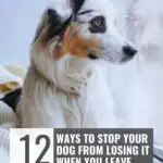 A white and brown dog with blue eyes sits on a blanket by a window, looking outside. Text reads: "12 Ways to Stop Your Dog From Losing It When You Leave", plus tips on how to help your dog when you're away from home, at whatcanmydogeat.com.
