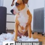 A brown and white dog sits on a hardwood floor surrounded by torn white stuffing, with tips for potty training puppies included and the text &ldquo;15 Dog Breeds That Keep Trainers in Business&rdquo; plus "whatcanmydogeat.com" at the top.
