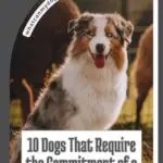 A happy Australian Shepherd dog with a fluffy coat sits outdoors in a farm setting&mdash;perfect for dogs who escape fences. Text reads: "10 Dogs That Require the Commitment of a Second Job." Website link: whatcanmydogeat.com.