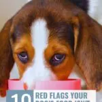 A close-up of a brown and white puppy eating from a pink bowl. Text at the top reads "WHATCANMYDOGEAT.COM." Text at the bottom says "10 red flags your dog&rsquo;s food isn&rsquo;t right for them&mdash;including dog adoption downsides.