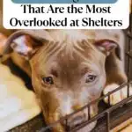 A sad brown dog with light eyes lies inside an animal shelter kennel, gazing through the bars. Text above reads, "12 Dogs That Are the Most Overlooked at Shelters &mdash; including dogs who escape fences.