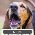 A close-up of a brown and black dog barking with its mouth open. The image highlights text: "12 Tips for Managing a Dog Who Barks at Everything," plus insights on dog adoption downsides from whatcanmydogeat.com at the top.