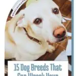 A light-colored dog with brown eyes looks up at the camera. Text reads: "15 Dog Breeds That Can Wreck Your House in No Time, including dogs who escape fences." A curved website link appears near the dog's head.