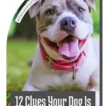 A smiling dog with a pink collar lies on grass, looking happy. Text reads: "12 Clues Your Dog Is Happier Than Ever—even dogs that whine a lot!" and a website URL appears at the top left.